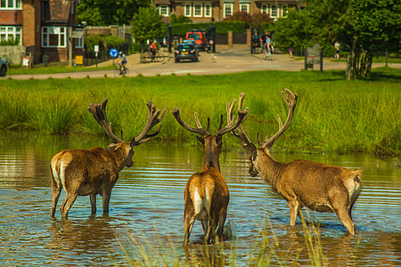 three mooses on body of water thumbnail