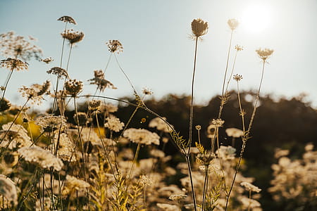 Thin Plant Stems In Sun Photo thumbnail