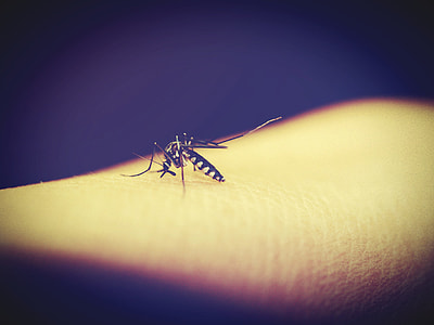 mosquito on skin thumbnail