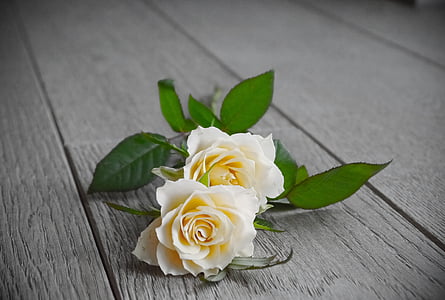 two white roses thumbnail