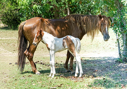 brown horse with white young horse standing side by side thumbnail