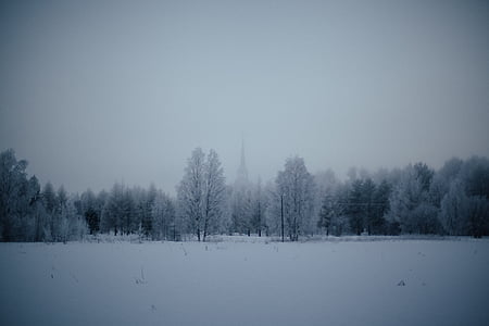 trees coated with snow thumbnail