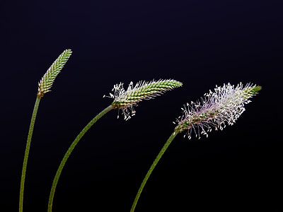 purple petaled flowers isolated on black background thumbnail