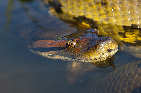 gray snake in water close-up photo thumbnail