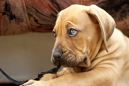 short-coated brown dog thumbnail