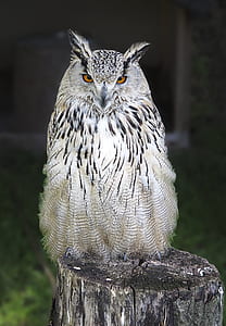 white and black owl standing on wooden tree log thumbnail
