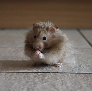 brown rodent thumbnail