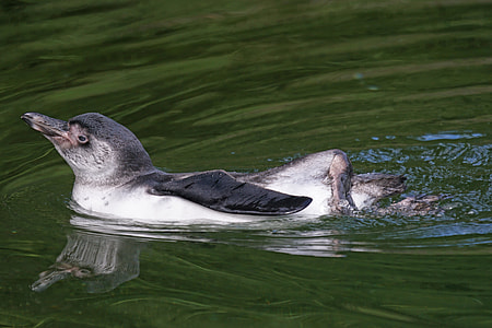 Humboldt Penguin, Penguin thumbnail