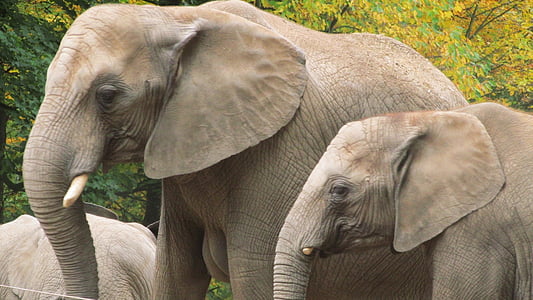 two elephants thumbnail