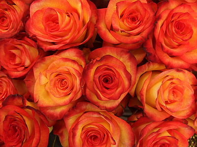 flat lay photography of orange rose flowers thumbnail