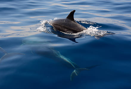 black dolphin on body of water thumbnail