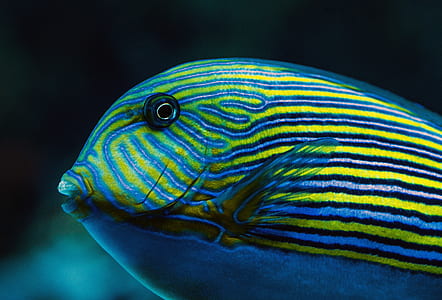 underwater photography of yellow and blue striped fish thumbnail