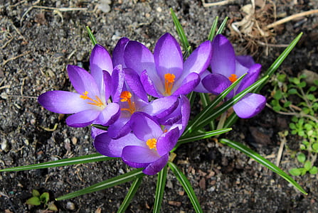 purple petaled flowers blooming at daytime thumbnail
