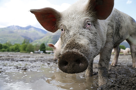 herd of pig near body of water during daytime thumbnail