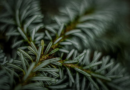 selective focus photo of green leaf thumbnail
