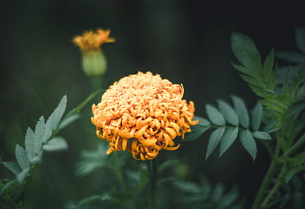 selective focus photography of orange flower thumbnail