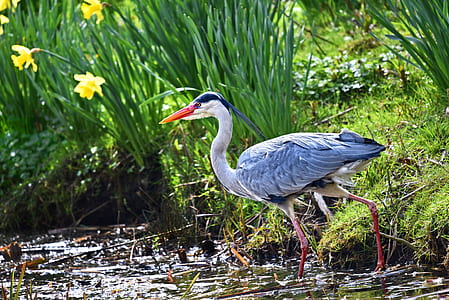 gray and white bird beside yellow flowers thumbnail