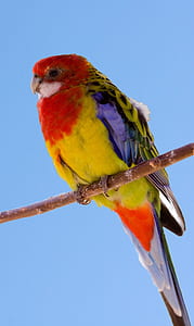 red and yellow bird on twigs thumbnail