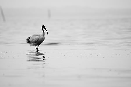 gray bird walking near body of water thumbnail