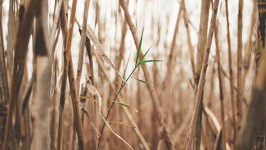 green grass thumbnail
