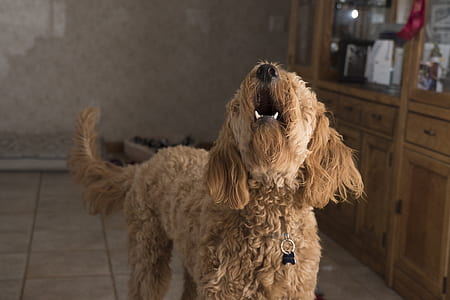 wire-haired tan dog on marble tile thumbnail