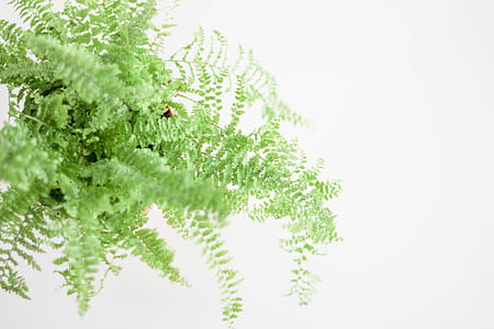 plant, leaves, close-up, top view thumbnail