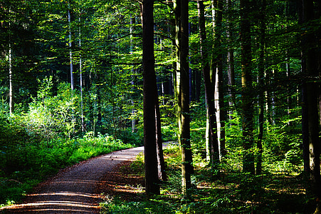 soil pavement surrounded by trees at daytime thumbnail