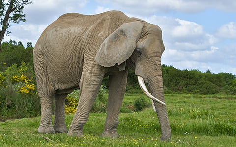 brown elephant on grass field during daytime thumbnail