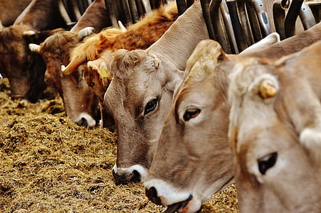 herd of brown cows thumbnail