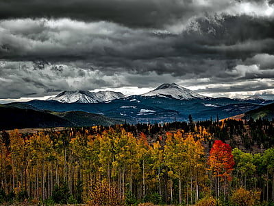 red and green leaf trees under grey and white sky thumbnail