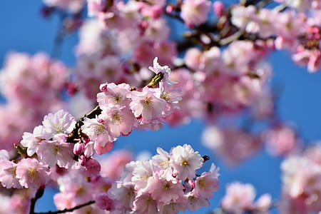 pink petaled flowers thumbnail