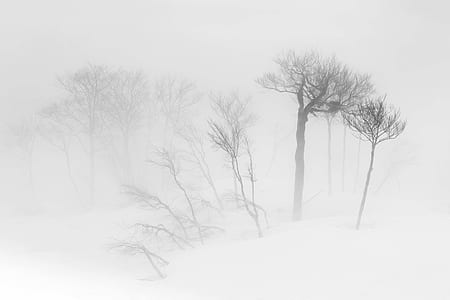bare trees on fog during daytime thumbnail