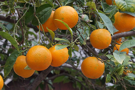 orange fruits thumbnail