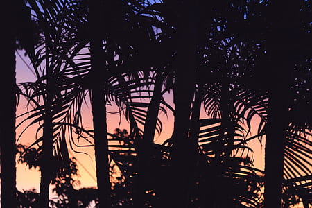 silhoutte of trees thumbnail