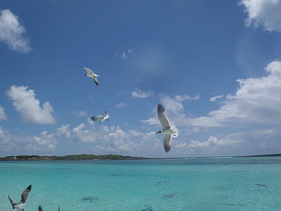 low angle photo of flock of seagulls flying over the large body of water during daytime thumbnail