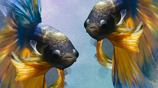 yellow-and-blue siamese fishes painting thumbnail