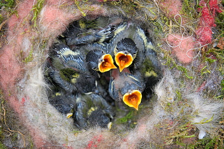 baby black bird on nest thumbnail