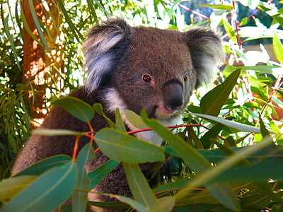 selective focus photo of koala on green grass thumbnail