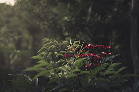 green plant with red petaled flower lighted by sun thumbnail