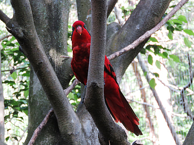 selective focus photography of red lori perching on branch thumbnail