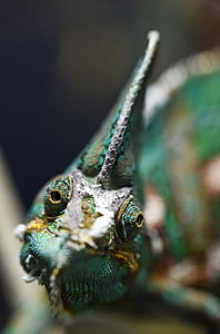 closeup photo of green chameleon thumbnail