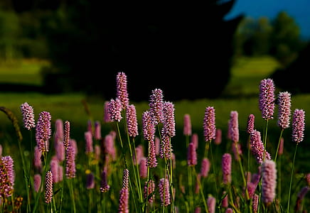 pink flower field selective-focus photography thumbnail