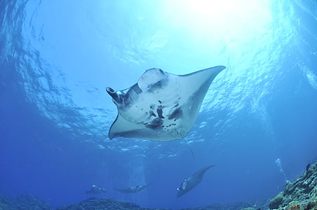 photo of four sting rays thumbnail
