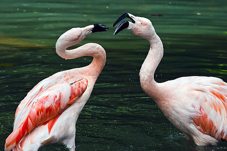 two flamingos on body of water thumbnail