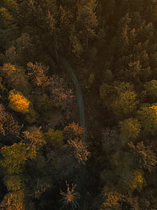 aerial photo of forest at daytime thumbnail