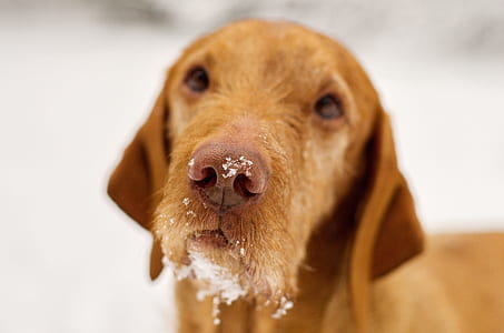 close-up photography of brown dog thumbnail