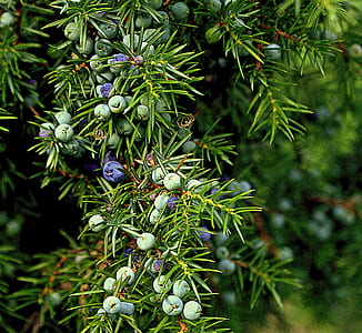 green and blue plant thumbnail