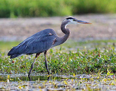 egret standing on body of water thumbnail