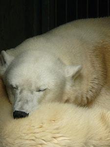 dog sleeping on bed thumbnail