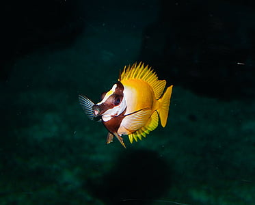 yellow and brown fish thumbnail